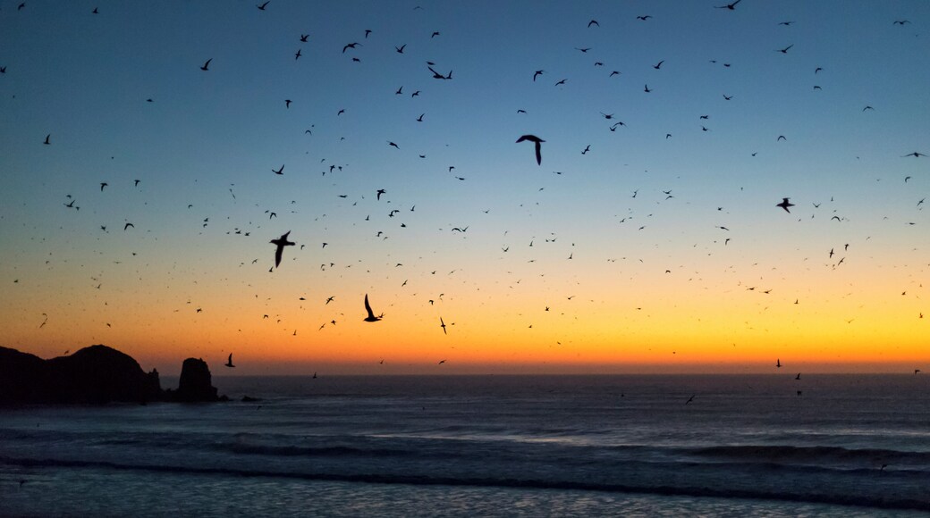1 million shearwater nest each night between about September to April then they leave to fly to Alaska.