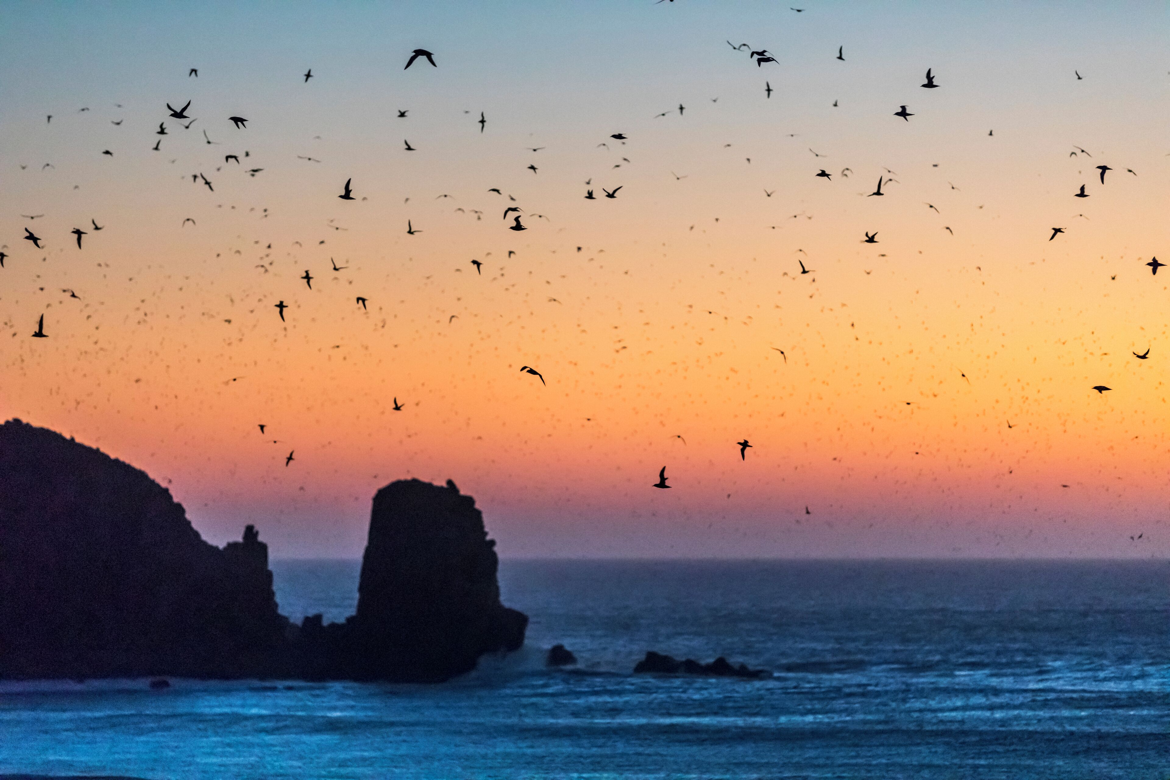 You can stand on the cliff edge and watch as these Shearwater birds land. With the increase in human visitors I imagine it wont be long before they fit a gate and either charge or restrict entry.