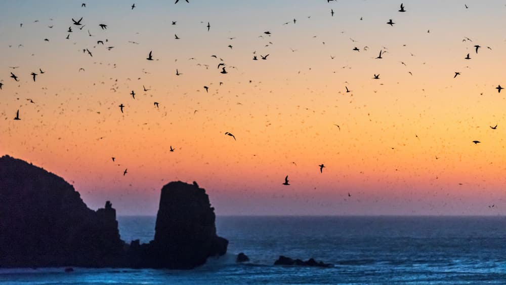 A coastal sunset with birds flying over the ocean and rocky cliffs in the background.