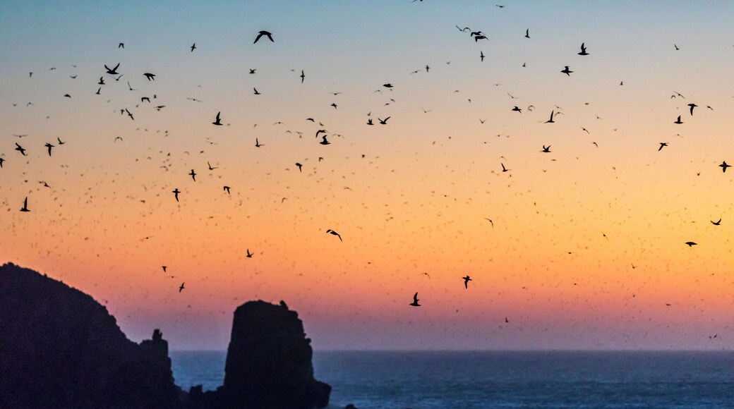 You can stand on the cliff edge and watch as these Shearwater birds land. With the increase in human visitors I imagine it wont be long before they fit a gate and either charge or restrict entry.