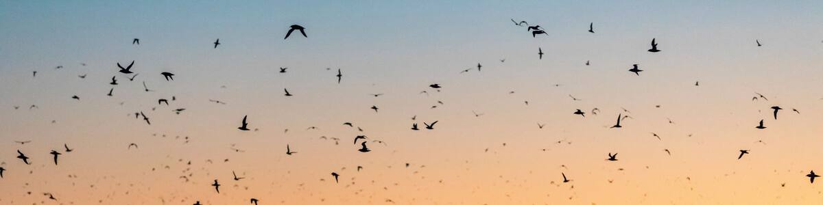 Ein Küstensundgang mit fliegenden Vögeln über dem Meer und felsigen Klippen im Hintergrund.