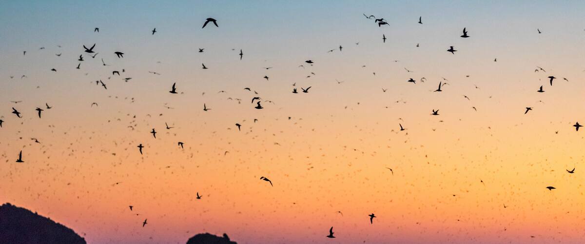A coastal sunset with birds flying over the ocean and rocky cliffs in the background.