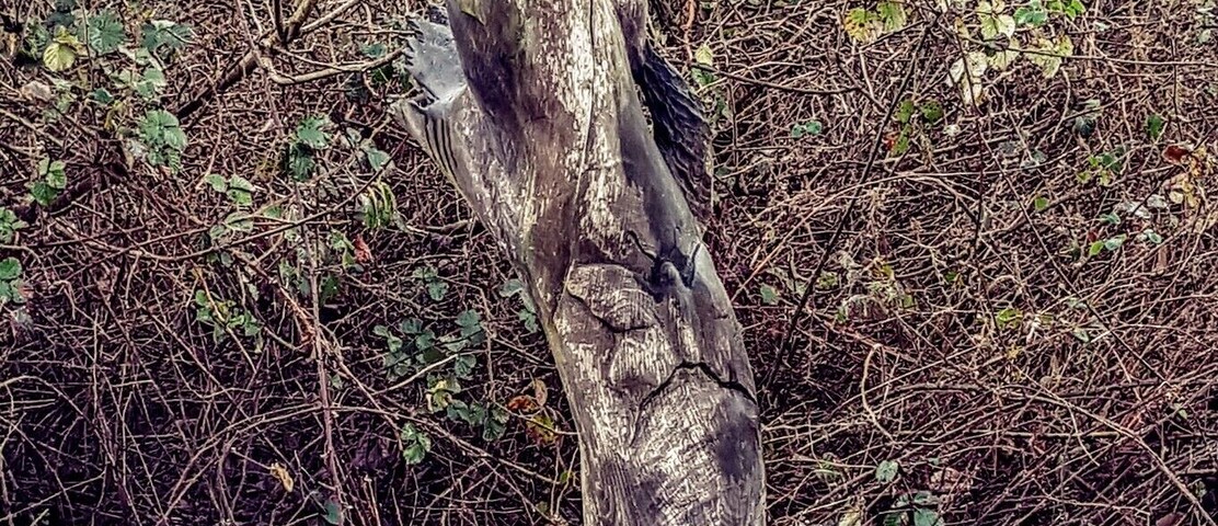 Tree carvings at Ladybelt Country Park