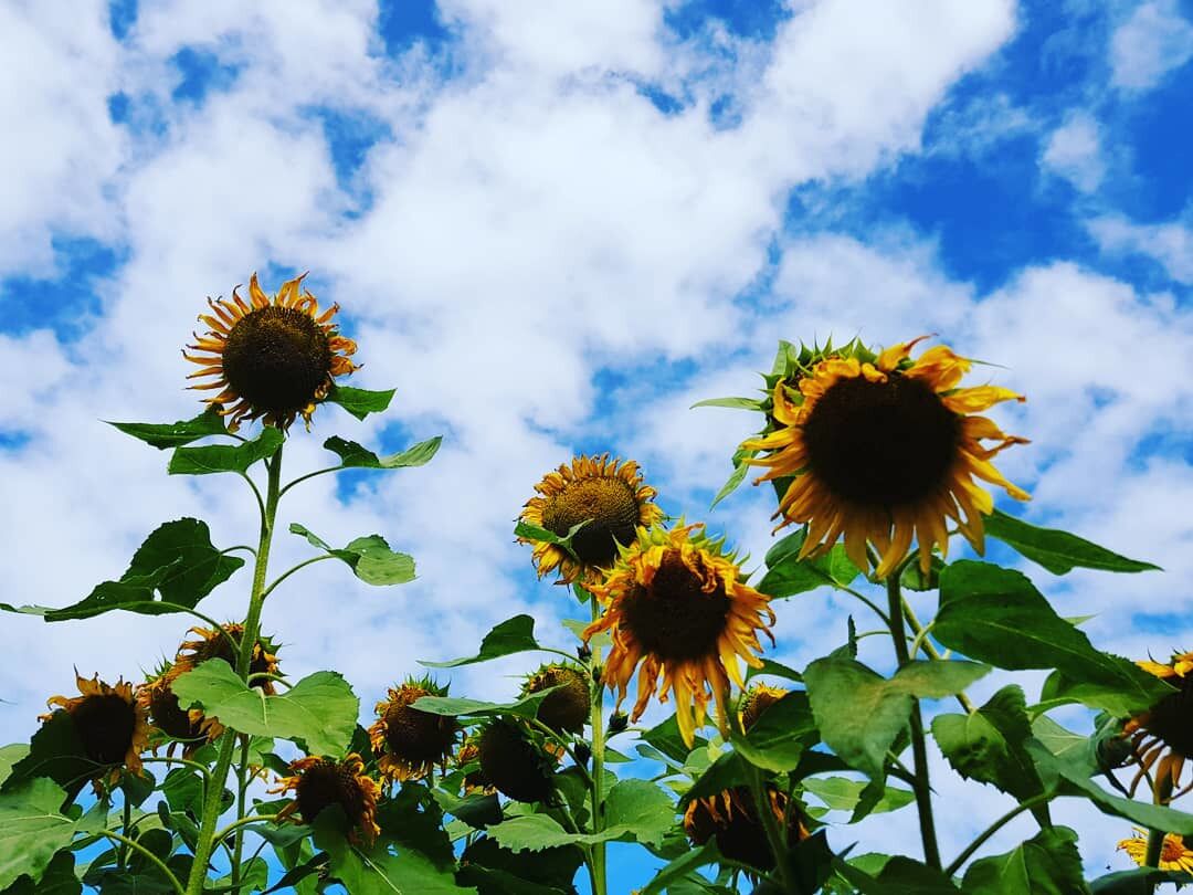 Central Coast Sunflower Harvest
#lifeatexpedia