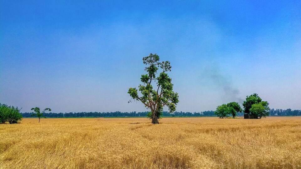 A golden wheat field with a few scattered trees under a clear blue sky.