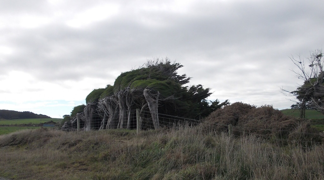 So windy the trees are permanently growing like that!