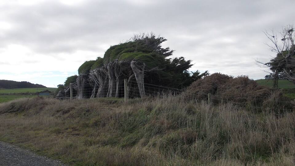 So windy the trees are permanently growing like that!
