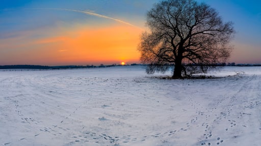Un paysage enneigé avec un arbre isolé et un coucher de soleil en arrière-plan.
