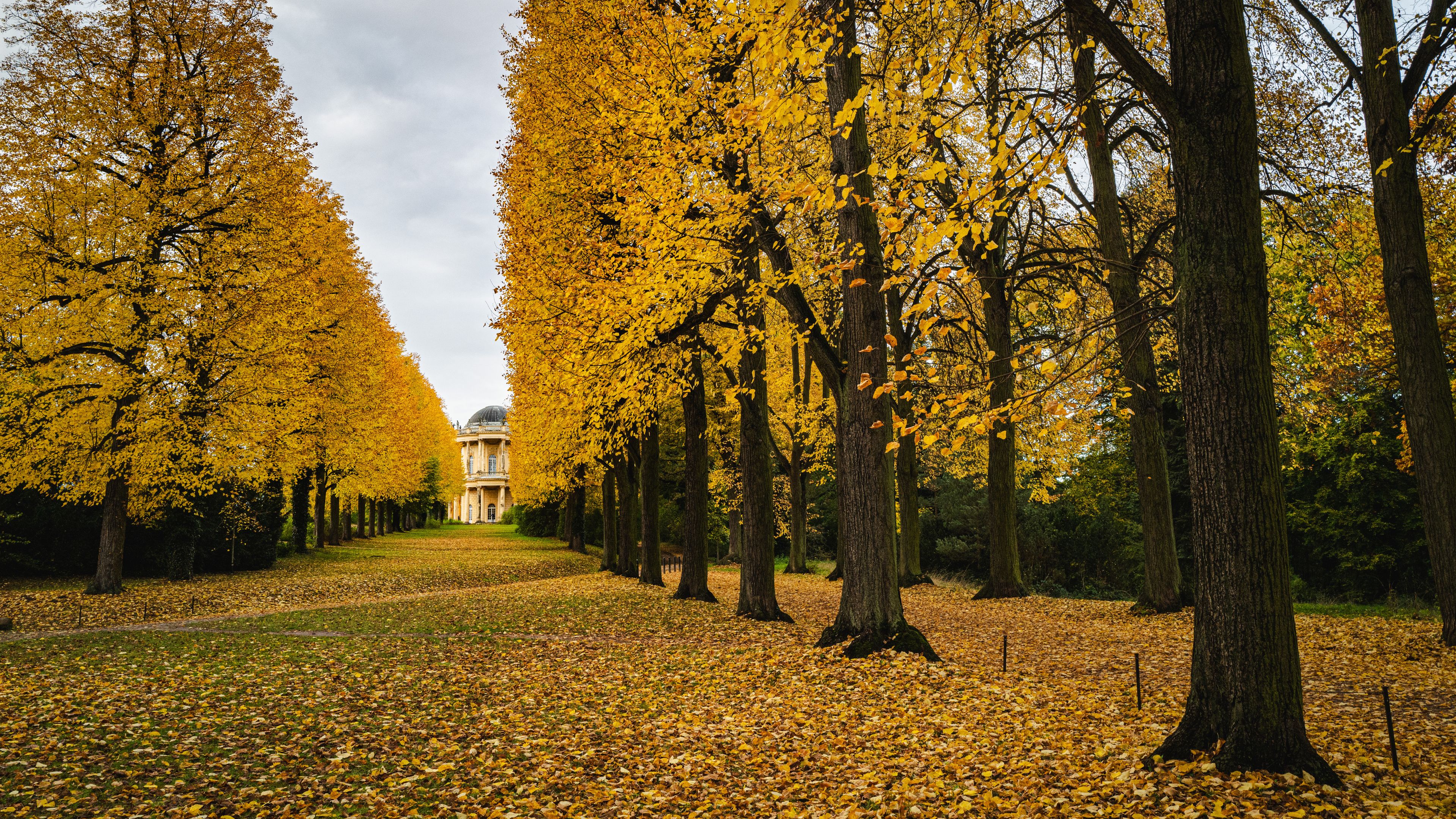 A pathway lined with trees with yellow leaves, leading to a building with a dome.