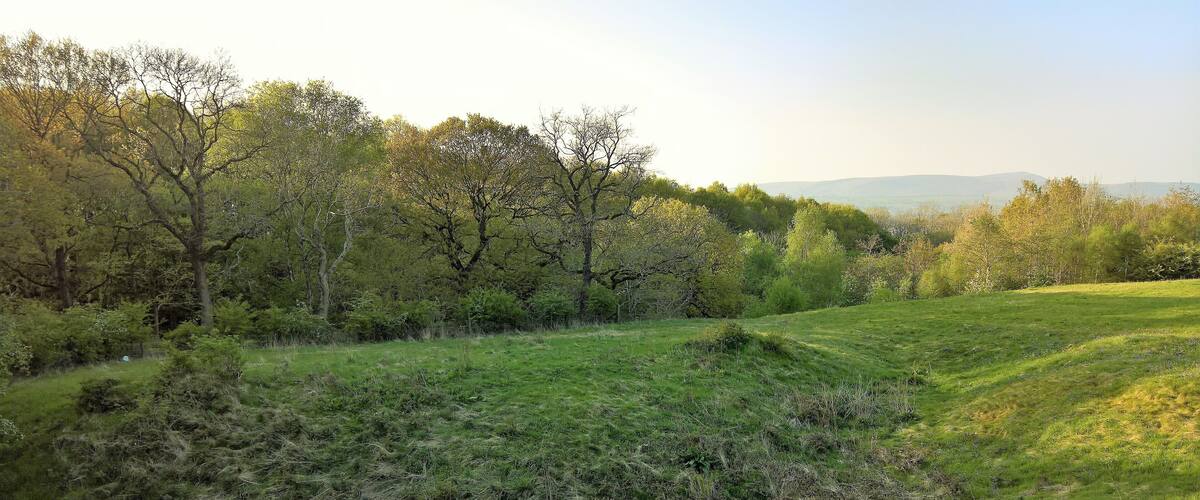 A grassy field with trees and a distant mountain range.