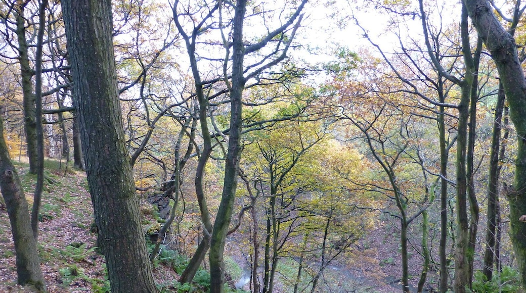 The gorge at Castle Clough in autumn