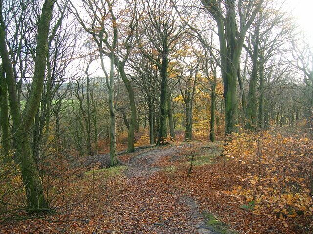 Castle Clough Wood