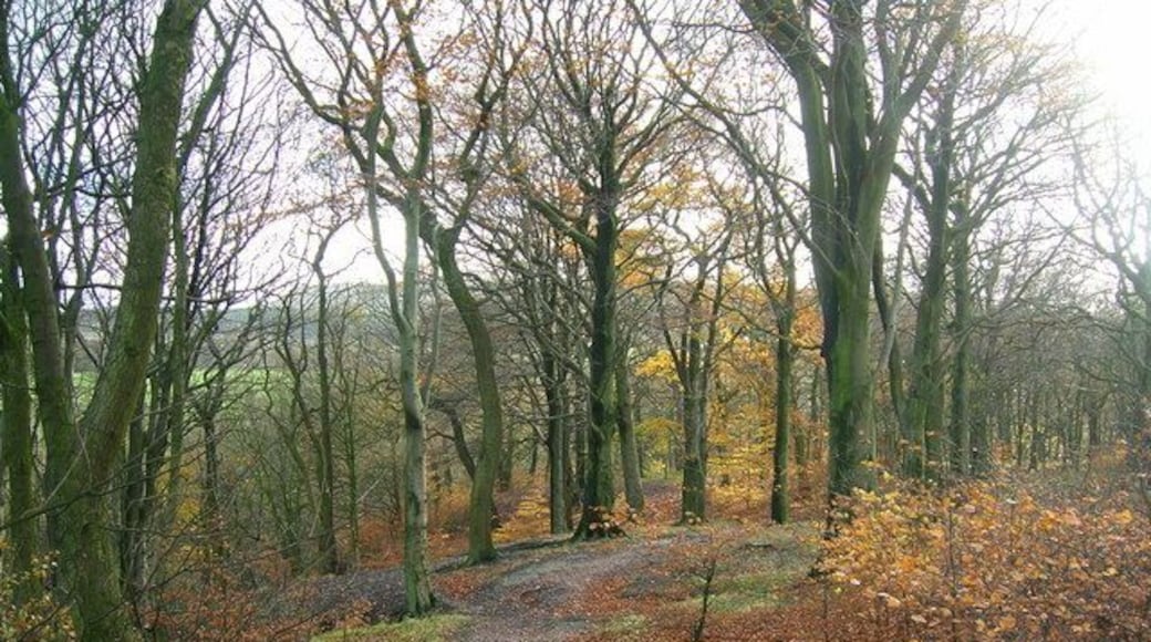 Castle Clough Wood