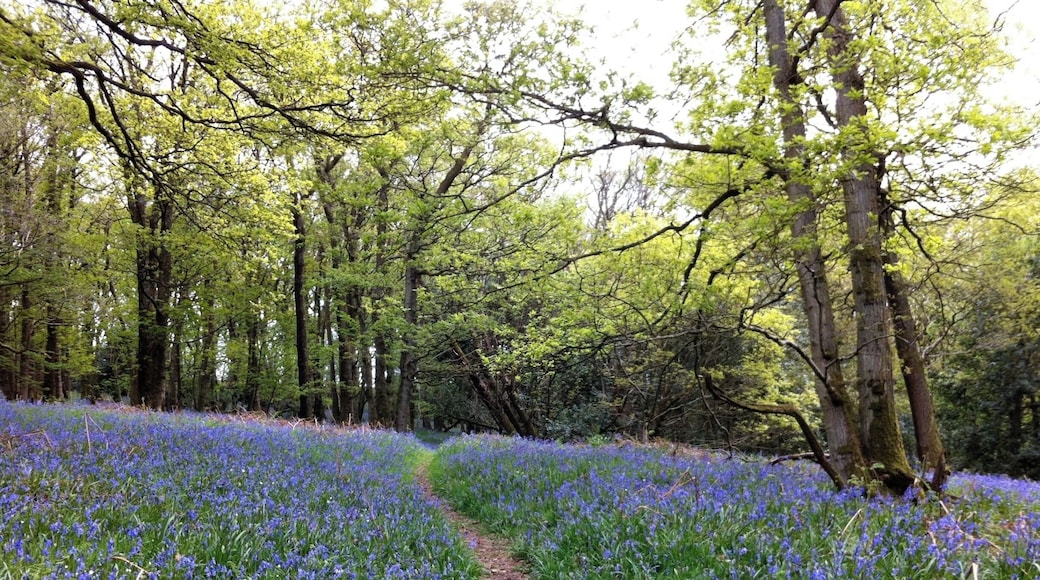 Woodland at Roeburndale filled with bluebells. The smell is divine.