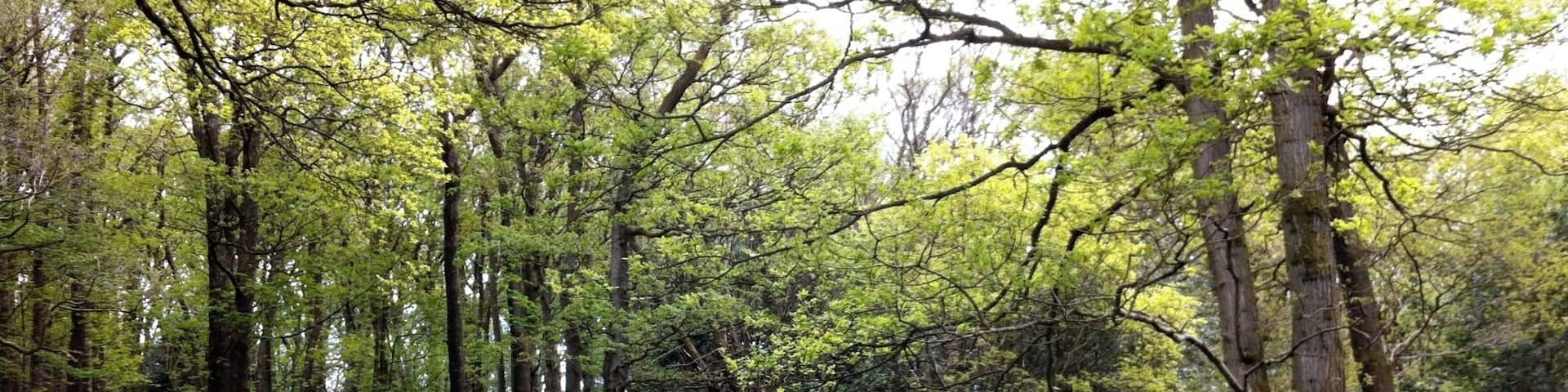 Woodland at Roeburndale filled with bluebells. The smell is divine.