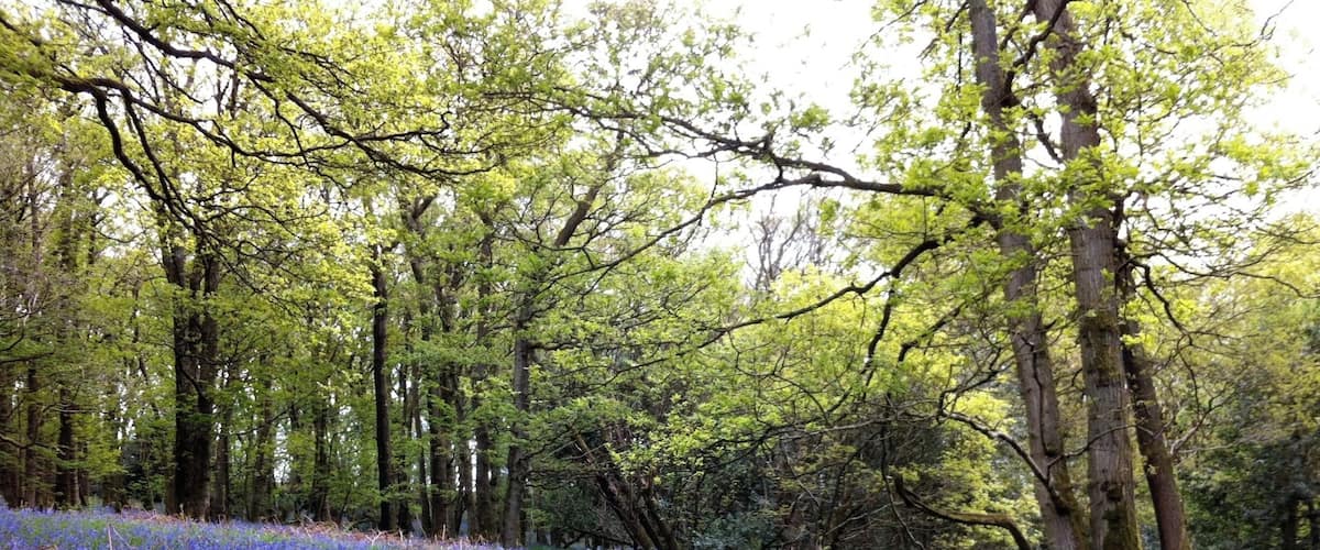 A forest path surrounded by bluebell flowers.