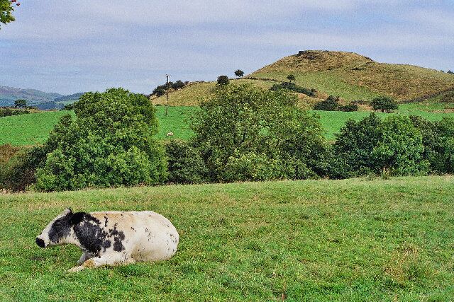 Bowley Hill (SD728334) From Goldenacre Lane. Uninterested cow.