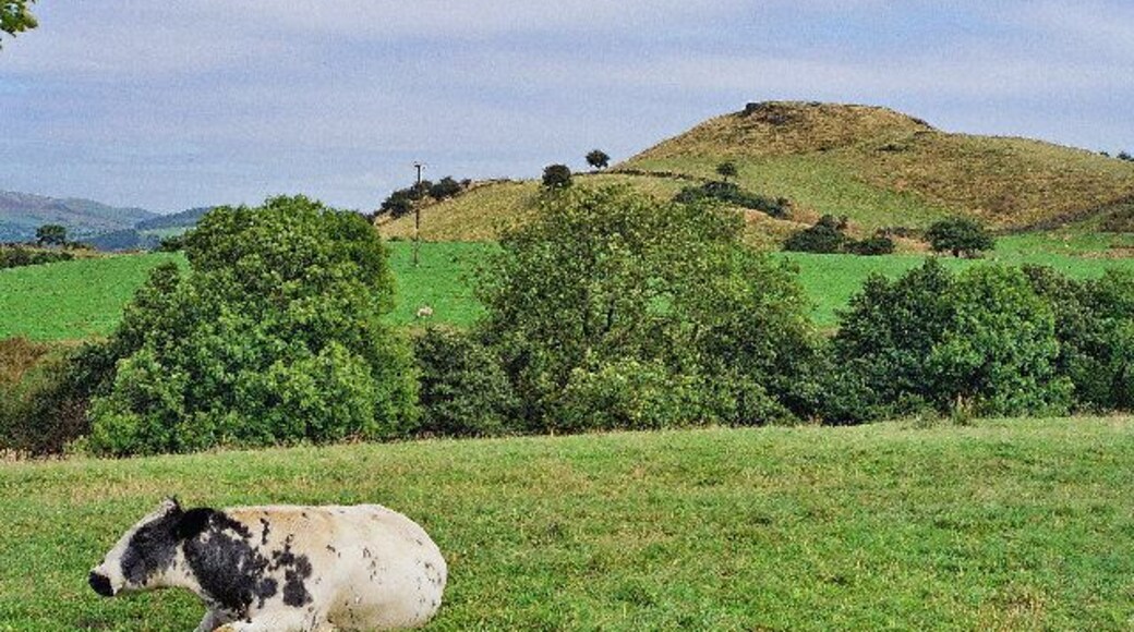 Bowley Hill (SD728334) From Goldenacre Lane. Uninterested cow.