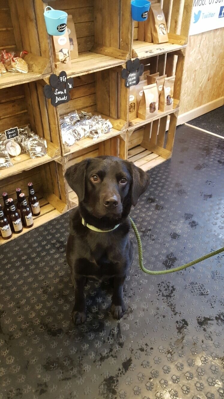 Lovely new bakery for dogs opened on Queen Street. Lots of lovely goodies for the pooch in your life including doggy donuts, pup cakes and bottom sniffer beer. Very welcoming and free samples galore. :)