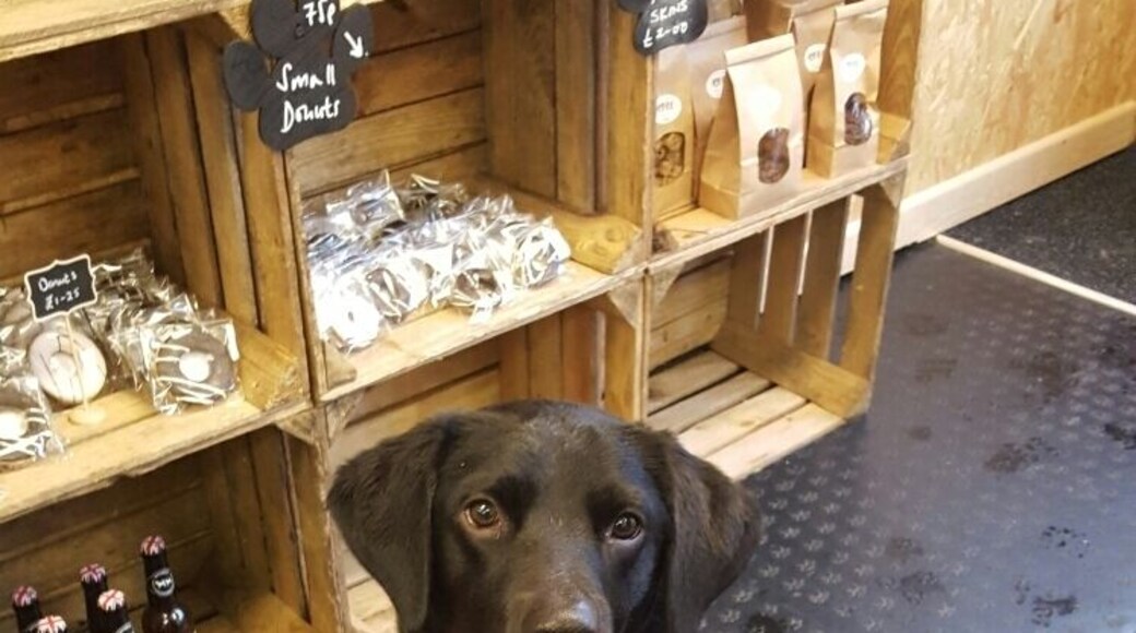 Lovely new bakery for dogs opened on Queen Street. Lots of lovely goodies for the pooch in your life including doggy donuts, pup cakes and bottom sniffer beer. Very welcoming and free samples galore. :)