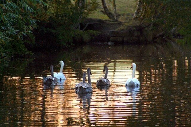 Swans at evening, Calder & Hebble Navigation The swans crossed the towpath and entered the water just as the light was fading in the evening