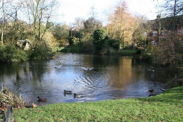 Ducks on the pond Ducks swimming round on Kings pool in Ewelme