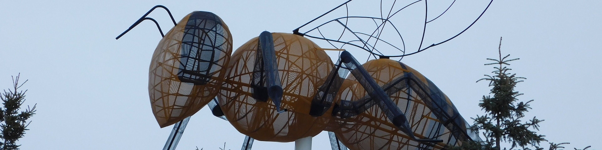 The Worlds Largest Bee In Falher.