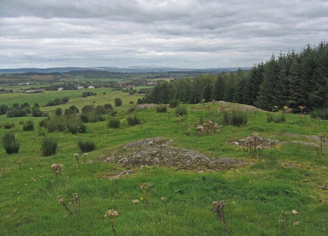 A grassy field with scattered rocks and a dense forest in the background.