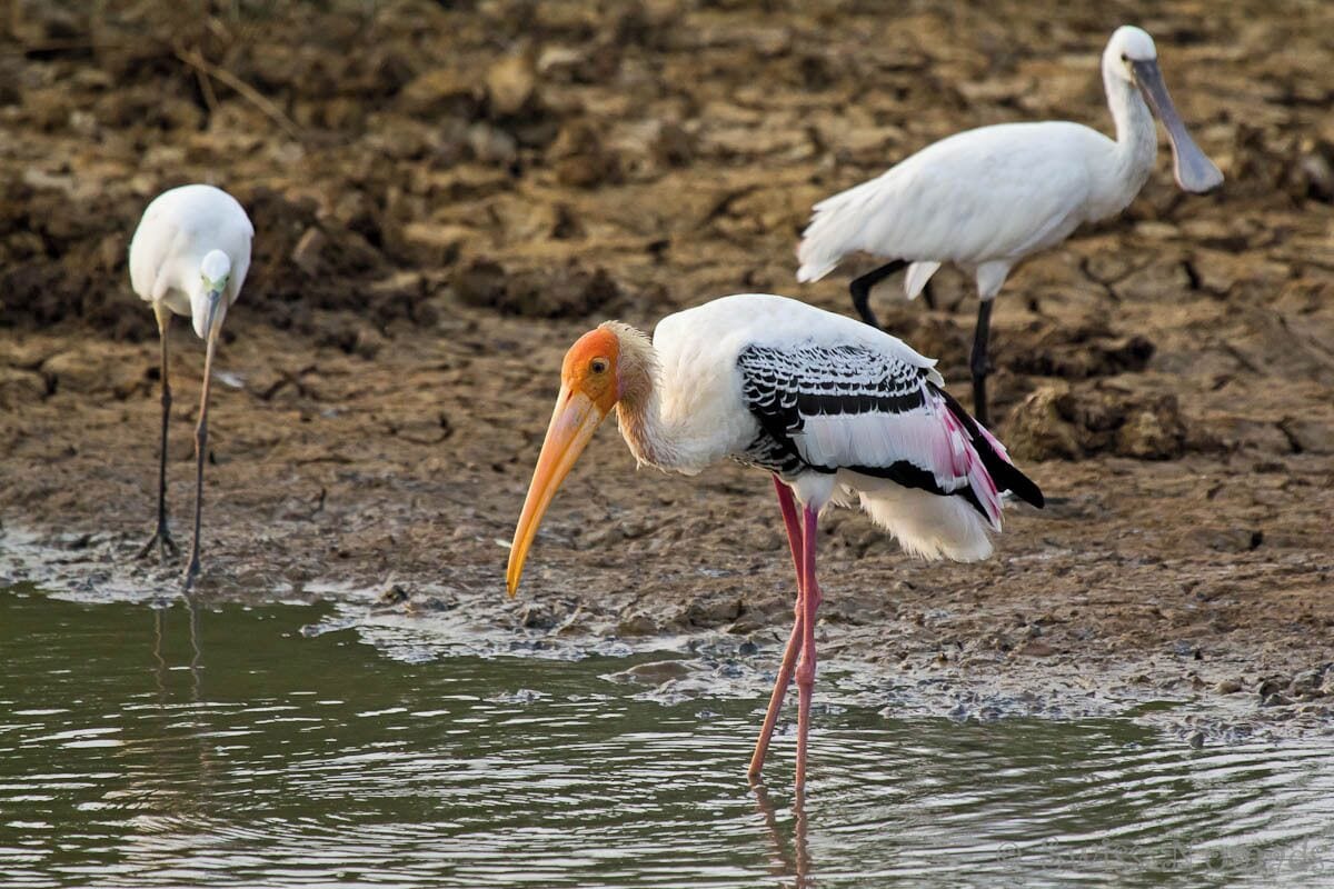 Different bird species (Heron, Painted stork, Eurasian spoonbill) on a safari through the Yala National Park in Sri Lanka.

The Yala National Park is the most visited and second largest national park in Sri Lanka and defenetly worth a visit.

We have seen so many different animals and it was a great experience.

The National Park covers 979 square kilometres ande is situated in the southeast region of the country about 300 kilometres from Colombo.