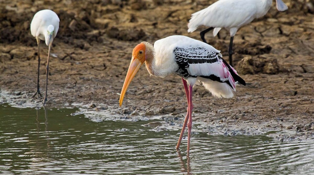 Different bird species (Heron, Painted stork, Eurasian spoonbill) on a safari through the Yala National Park in Sri Lanka.
The Yala National Park is the most visited and second largest national park in Sri Lanka and defenetly worth a visit.
We have seen so many different animals and it was a great experience.
The National Park covers 979 square kilometres ande is situated in the southeast region of the country about 300 kilometres from Colombo.