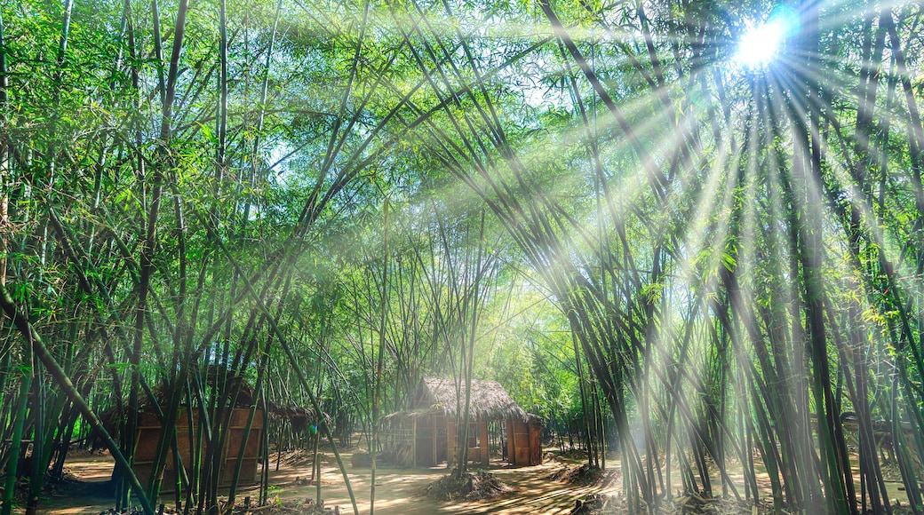 A bamboo forest with a thatched-roof hut.