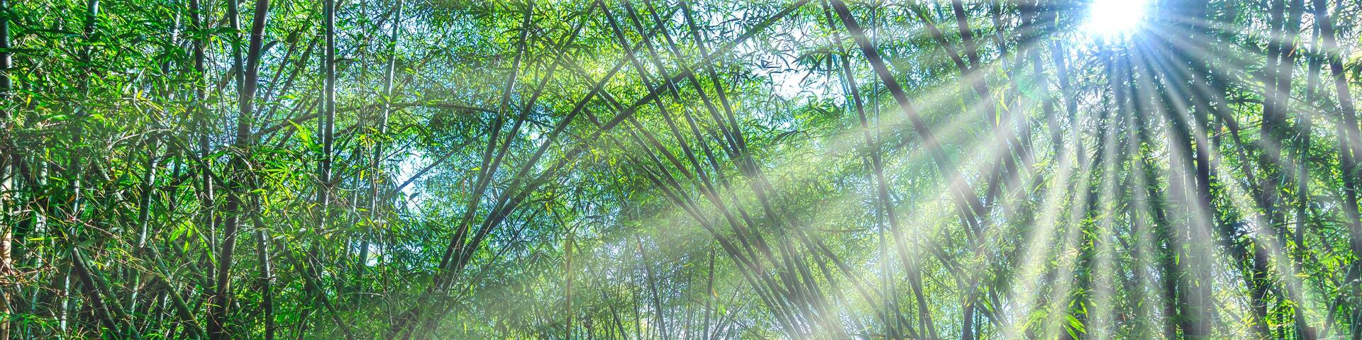 A bamboo forest with a thatched-roof hut.