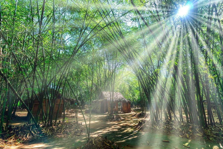 A bamboo forest with a thatched-roof hut.