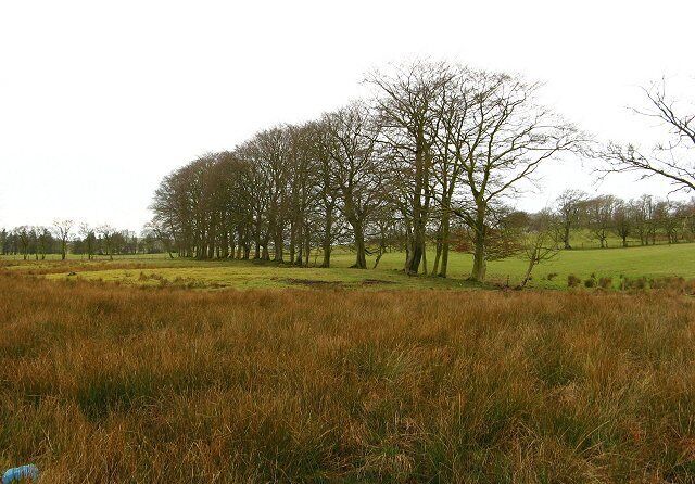 Grown out hedgerow Line of beech trees that was probably once a hedge. Seen across a very boggy hollow, marked as a marsh by the OS.