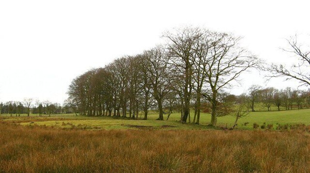 Grown out hedgerow Line of beech trees that was probably once a hedge. Seen across a very boggy hollow, marked as a marsh by the OS.
