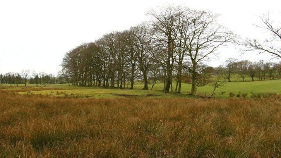 Grown out hedgerow Line of beech trees that was probably once a hedge. Seen across a very boggy hollow, marked as a marsh by the OS.