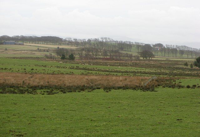 Wetland alongside the Through Burn Land used for sheep and cattle grazing, but poorly drained in the hollows. Browshott in the distance (left).