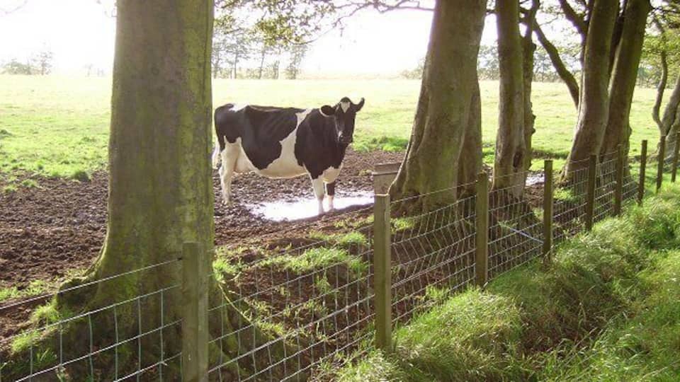 Time for a drink. Cow near Netherton, one of several dairy farms in the area. Cattle need to drink a lot of water, up to 100 litres a day if lactating.