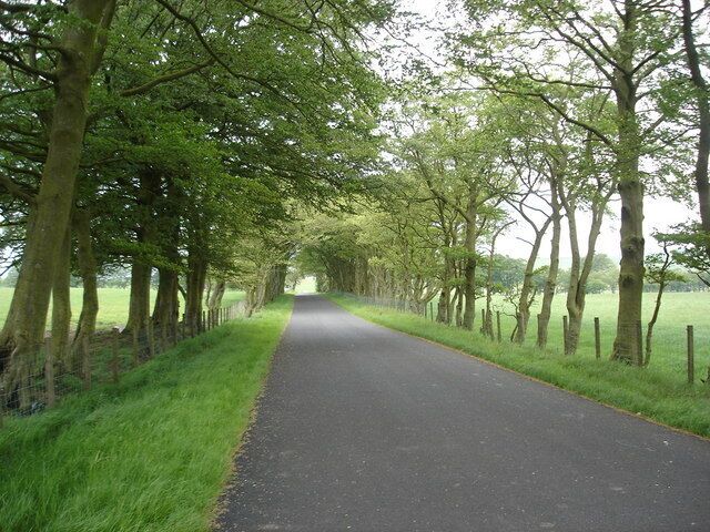 Avenue of trees approaching crossroads near Forth. A common feature in this area are avenues of trees along the many minor roads.Ahead the minor road is crossed by the A706 running between Lanark and Forth.