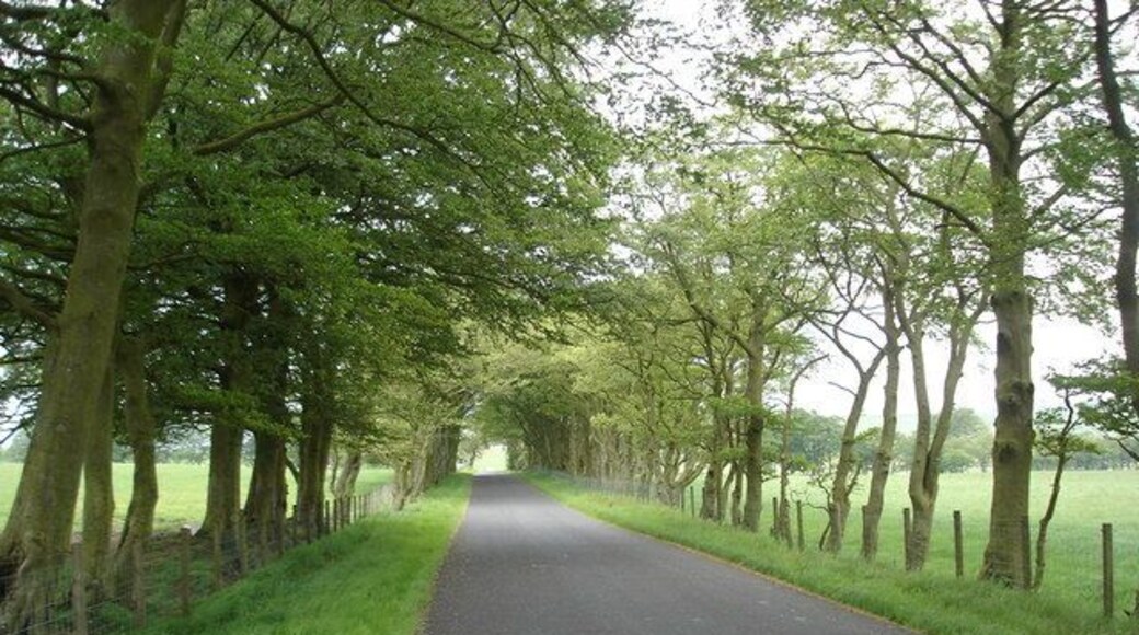 Avenue of trees approaching crossroads near Forth. A common feature in this area are avenues of trees along the many minor roads.Ahead the minor road is crossed by the A706 running between Lanark and Forth.