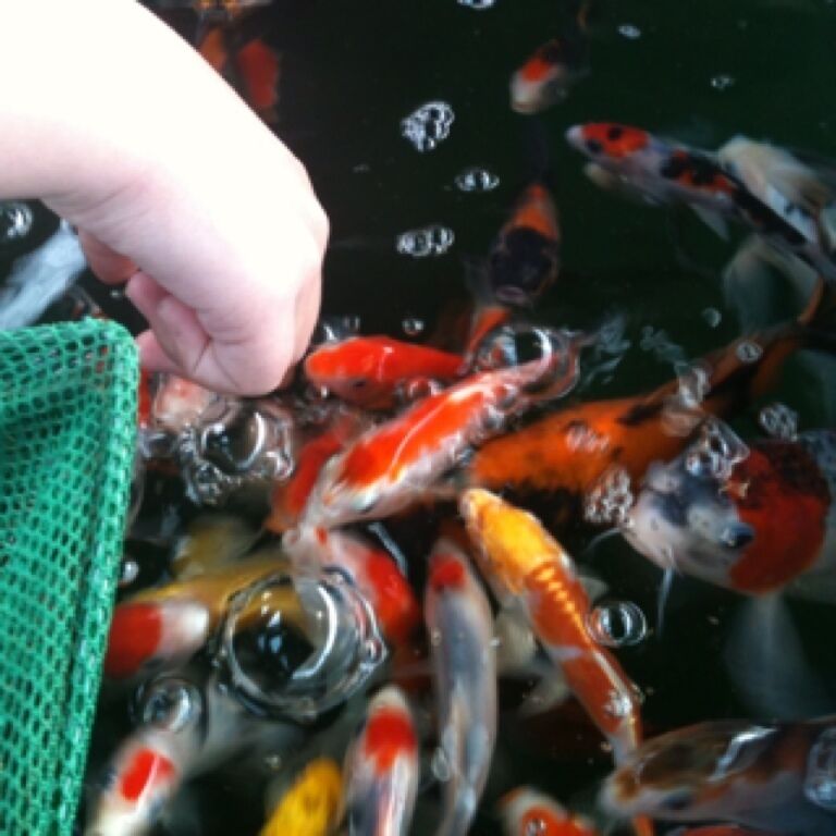 Very hungry fish in the garden centre :)