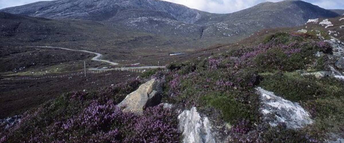 A mountainous landscape with a winding road and purple heather.