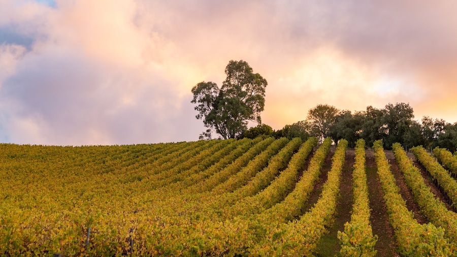 Gumeracha featuring farmland and a sunset