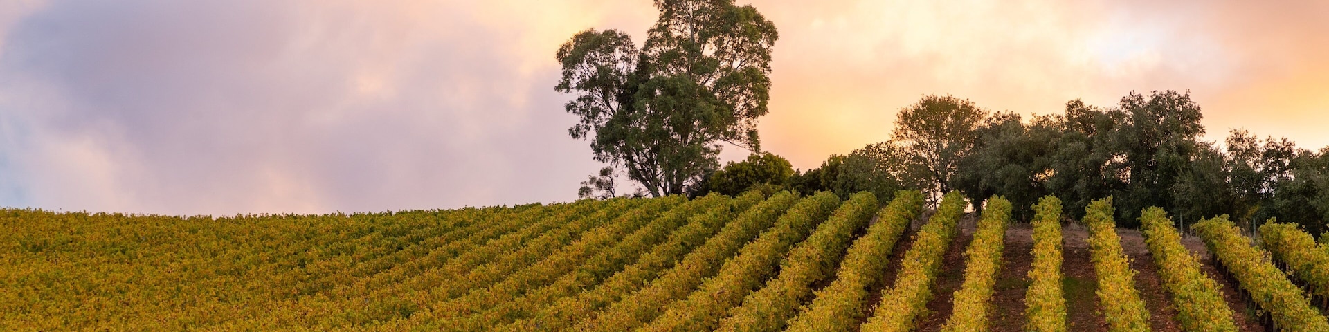 Gumeracha featuring farmland and a sunset
