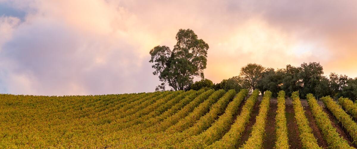 A vineyard with rows of grapevines under a cloudy sky.