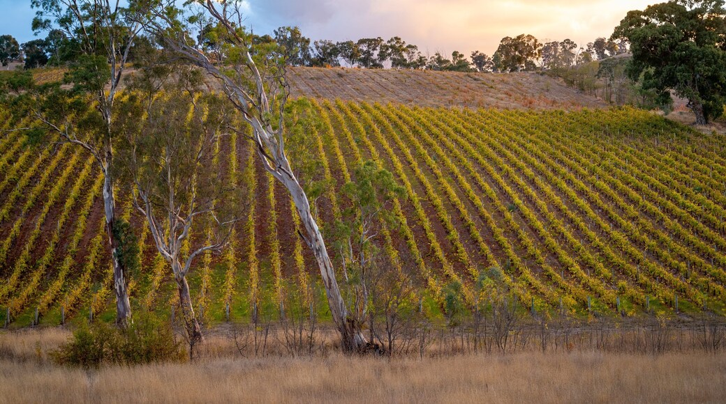 Gumeracha which includes farmland