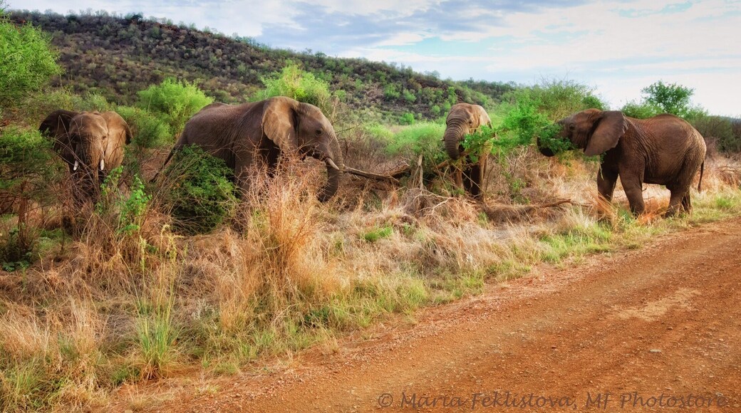 Absolutely amazing experience, wonderful game reserve.
Did you know that Elephants have poor eyesight but an amazing sense of smell. African elephants have the best sense of smell in the animal kingdom. They waive their trunks up in the air and from side to side to smell better.