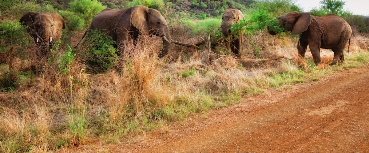 Absolutely amazing experience, wonderful game reserve.
Did you know that Elephants have poor eyesight but an amazing sense of smell. African elephants have the best sense of smell in the animal kingdom. They waive their trunks up in the air and from side to side to smell better.