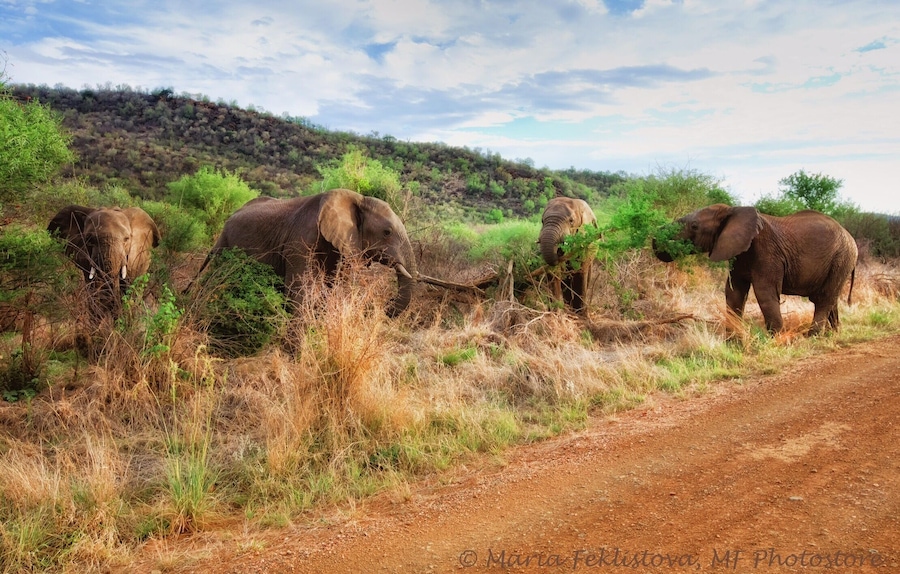 A dirt road with elephants in a dry, grassy area with sparse trees and a hill in the background.