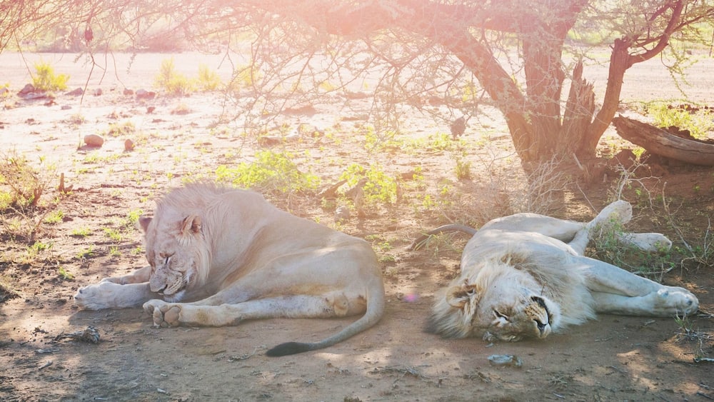 I really loved the Madikwe Game Reserve in South Africa. This place has been set up exclusively for eco tourism and is busy with so many varieties of animal! Come and see them here, in the mother land! Theres lots of accomodation on offer within the reserve and we stayed at the Madikwe Safari Lodge, Lelapa. :)